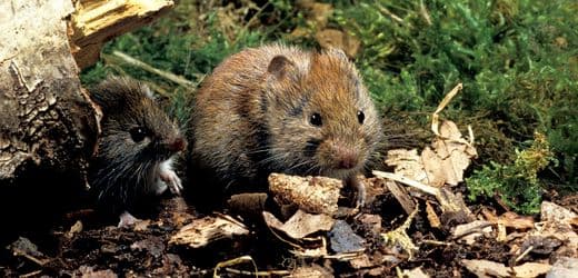 Understanding Hantavirus: Types Found in Germany and How to Protect Yourself