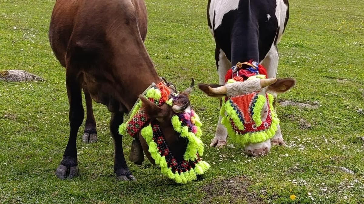 Trabzon'da Geleneksel Yayla Göçü Festivali Coşkuyla Kutlandı