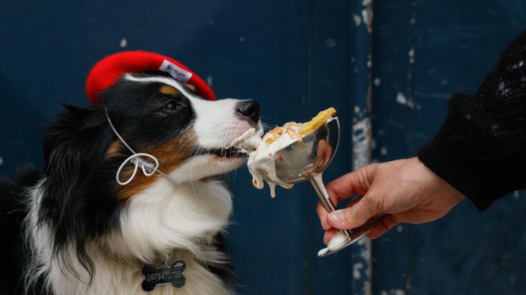 Paris Embraces Canine Culture with New Dog-Friendly Cafés