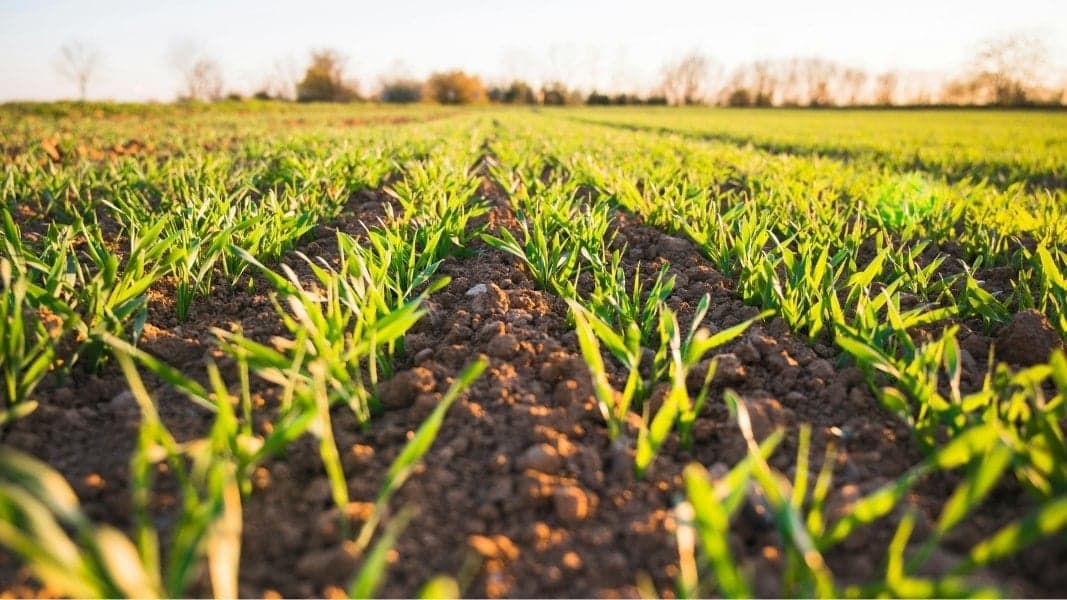 Vegetable Prices Surge Over 100% Annually, Leading Agricultural Inflation
